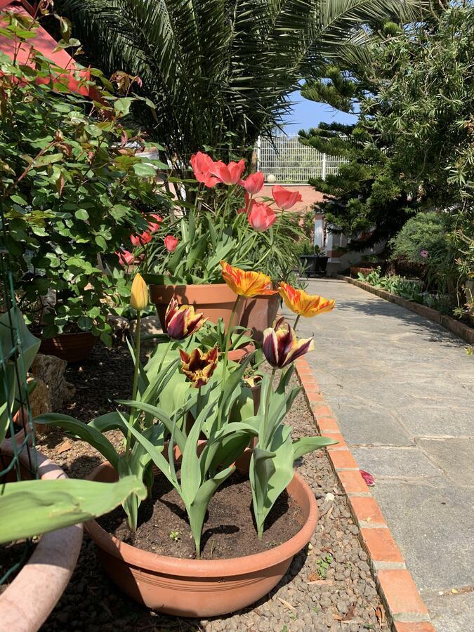 Resort Dependance Di Villa Rosa Maria Savona Dış mekan fotoğraf